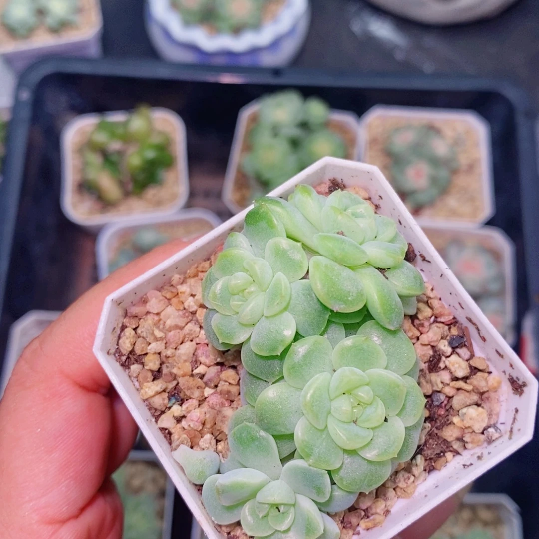 纸鸢甜心多肉植物