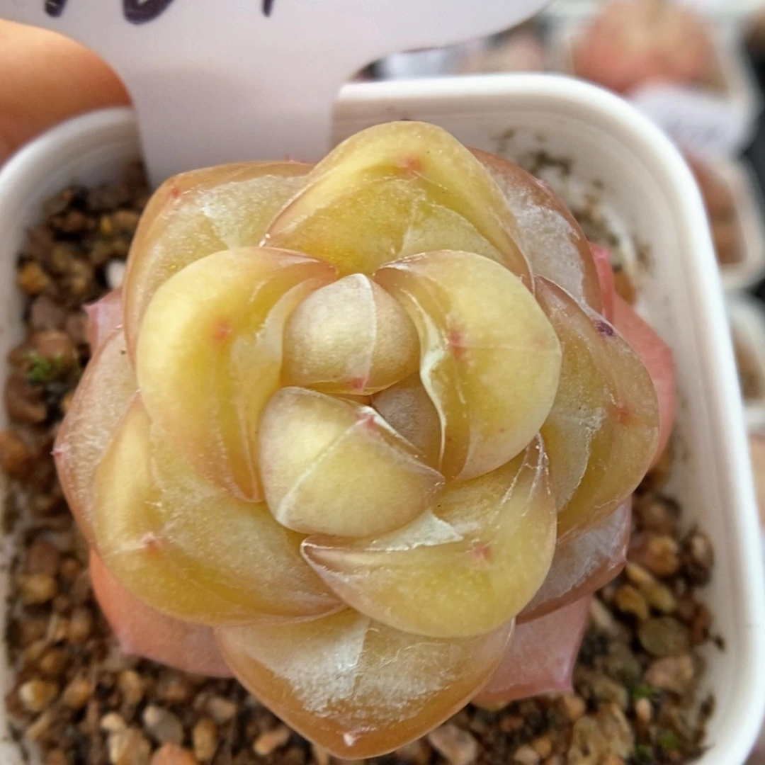 金雀可拍961号。