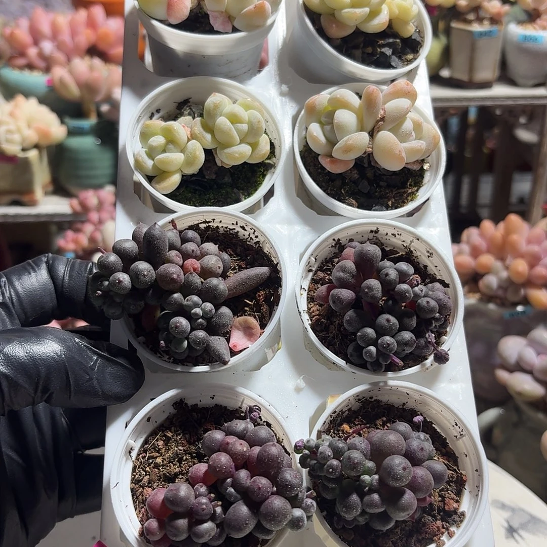 框拍一物一拍编号159