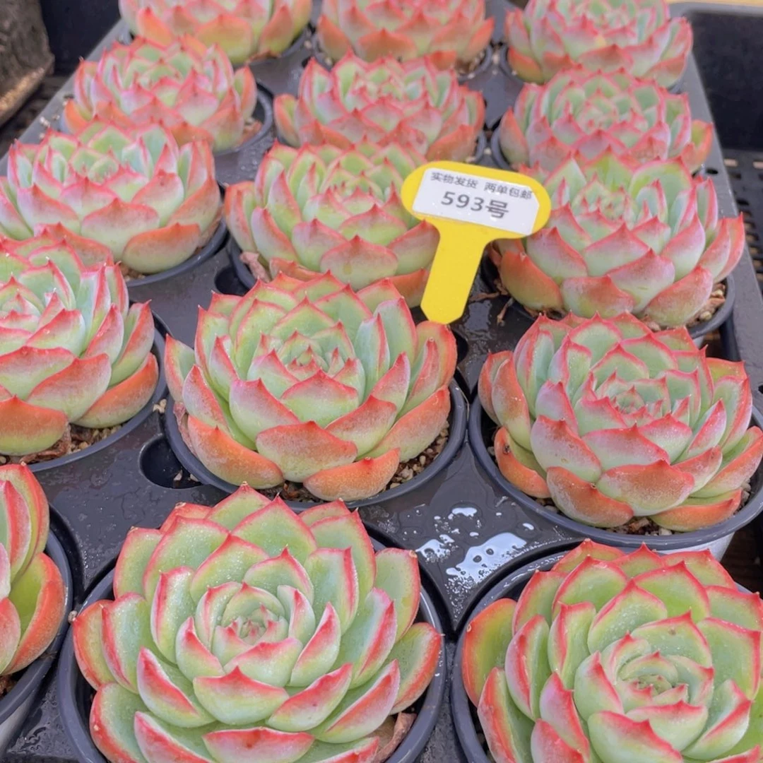 593号 玫瑰花粉侧影母本大单头一个