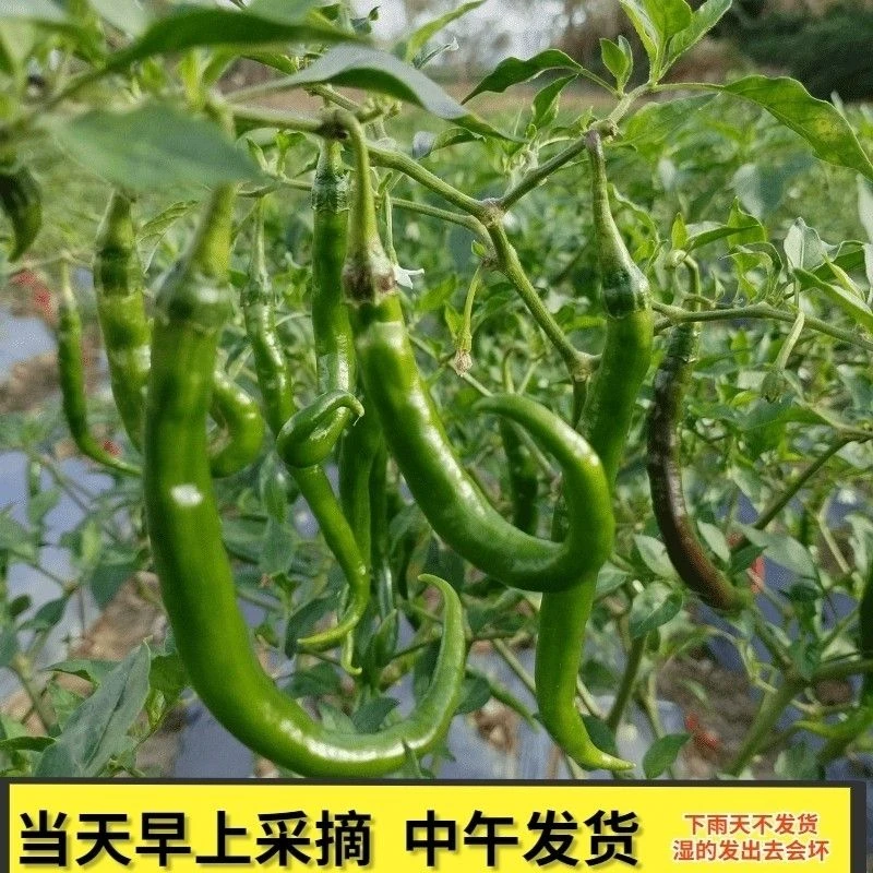 贵州泥鳅辣椒二荆条现摘中辣