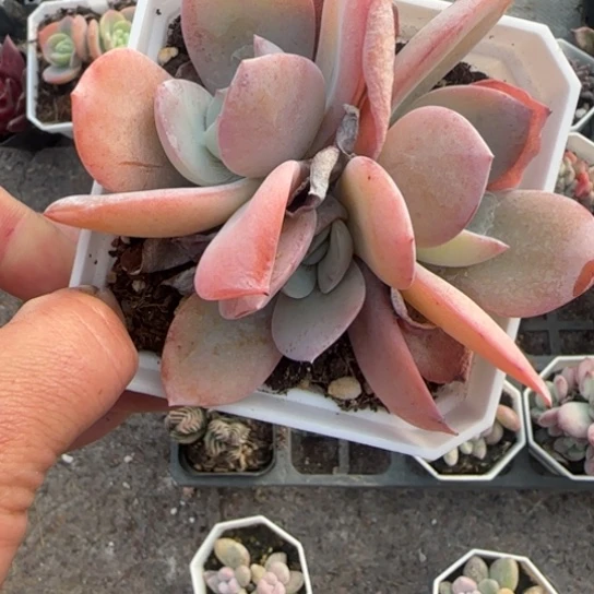 79奶茶多肉植物多