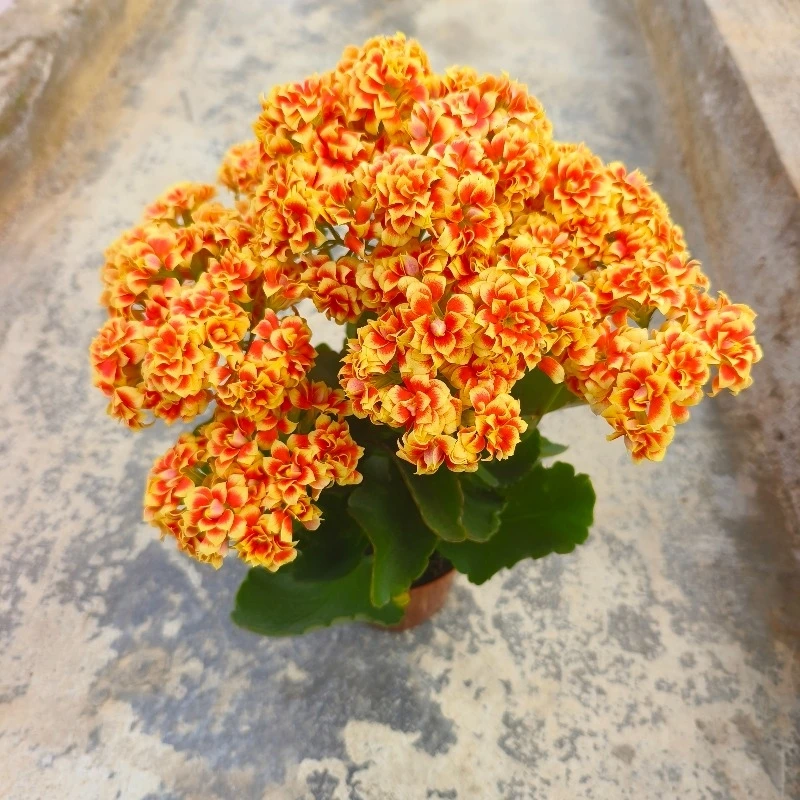 醉猫  重瓣带花苞（110口径盆）