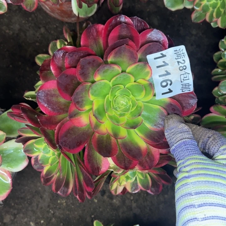 11161奶白多肉植物