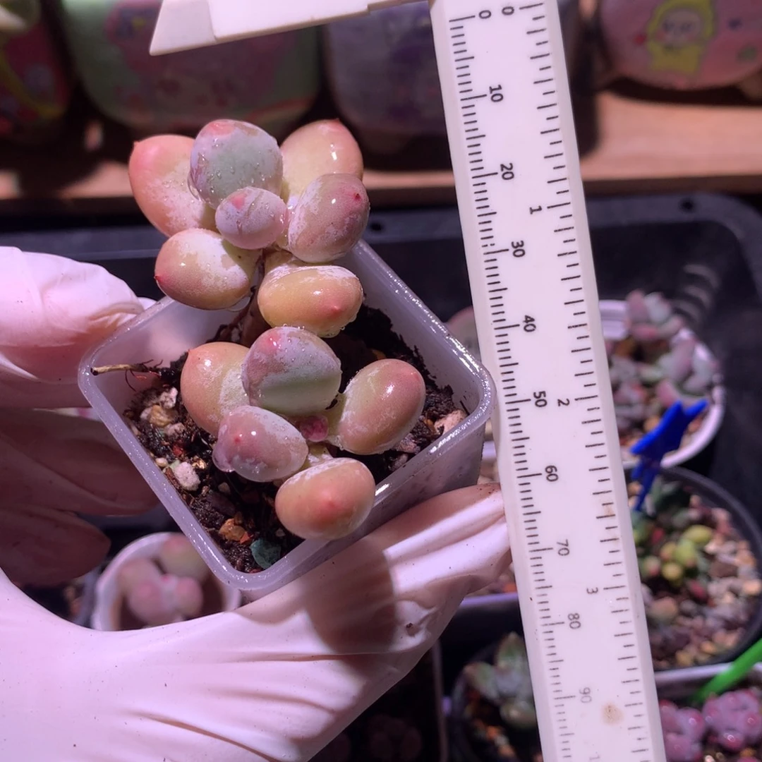 韩国彩虹奶酪多肉韩国彩虹