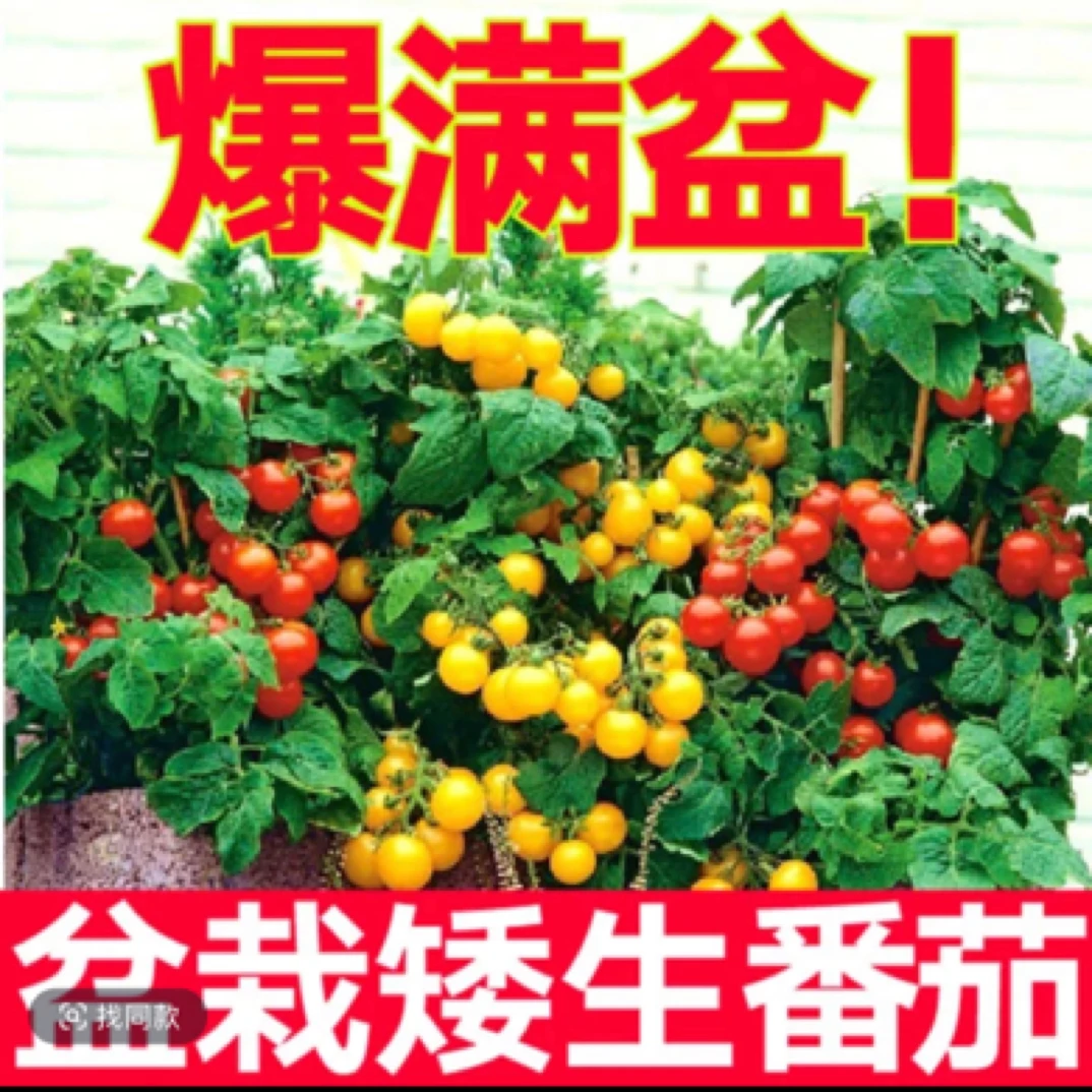 矮生番茄 小西红柿 千禧种苗 盆栽圣女果水果蔬菜苗 四季生长庭院