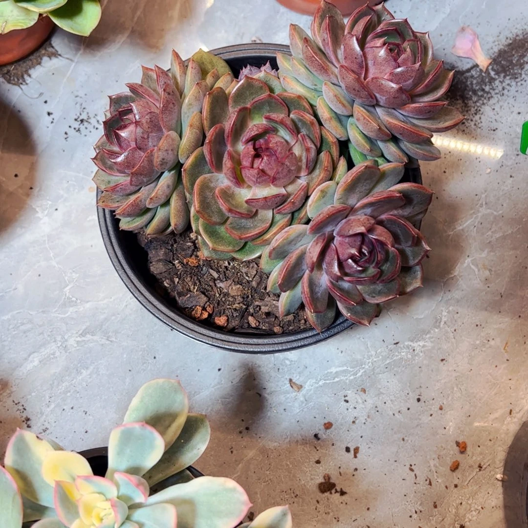 驴***果多肉植物组合盆栽溜溜球