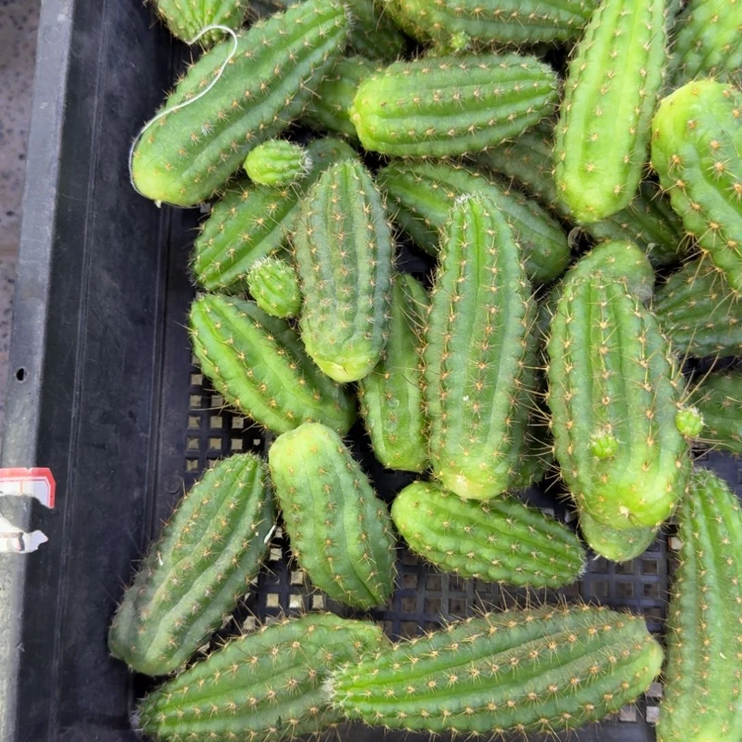 41白檀克拉罗3个无根侧牙小，20包邮