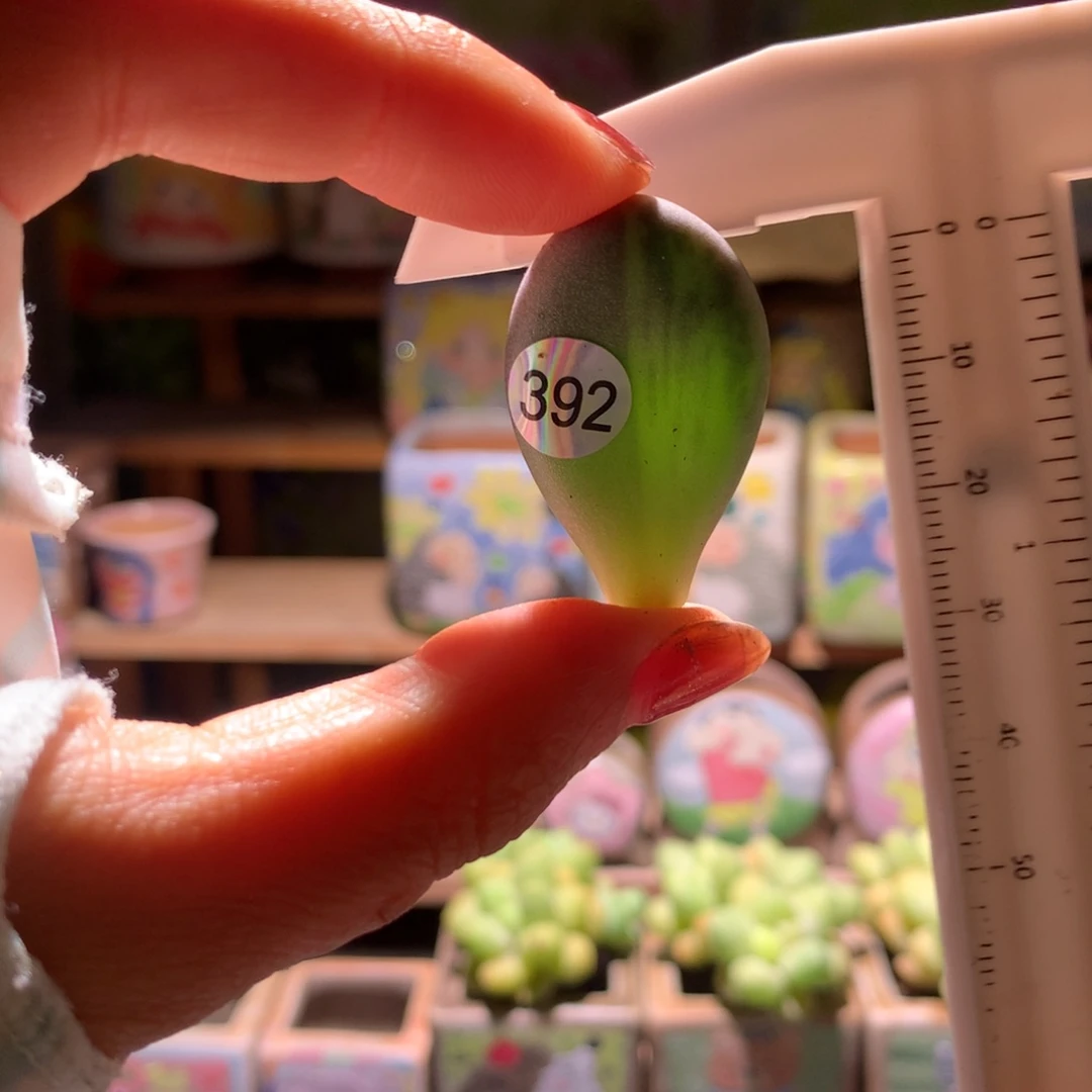 392奶酪锦哈哈哈哈