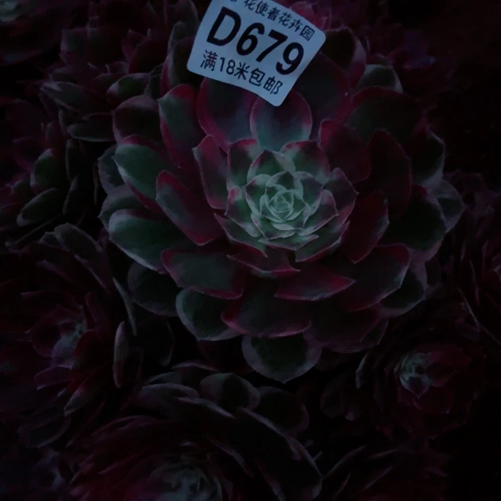 多肉法师淘宝福利