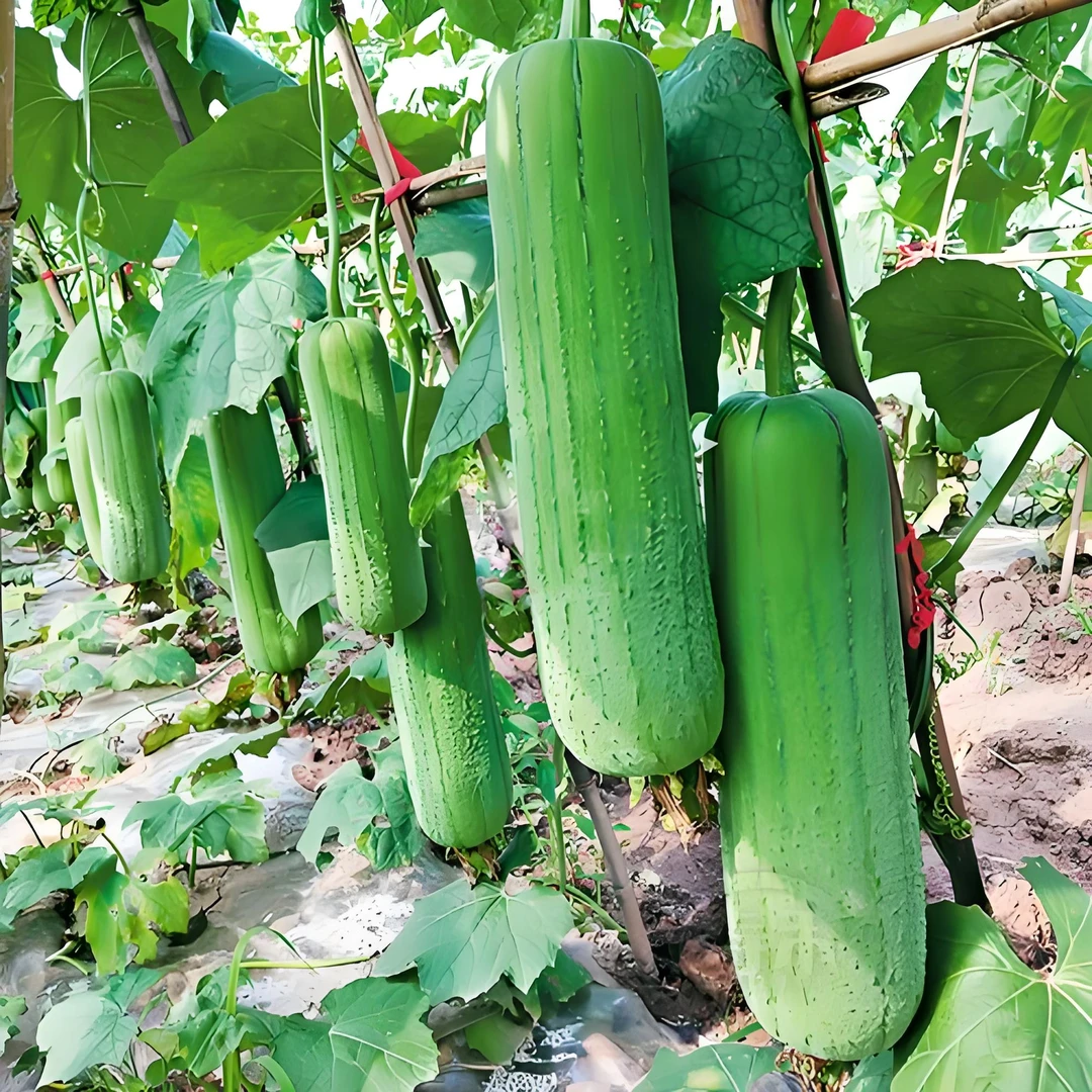 【满五包包邮】好吃鲜嫩肉丝瓜种子高产早熟瓜种子四季香丝瓜当季阳