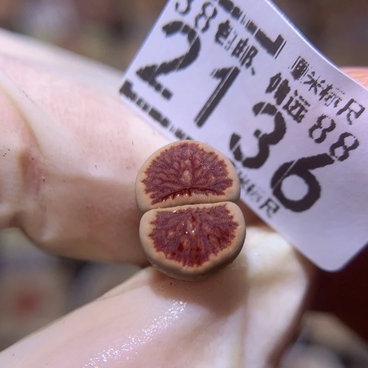 用****9Sss精品生石花2136