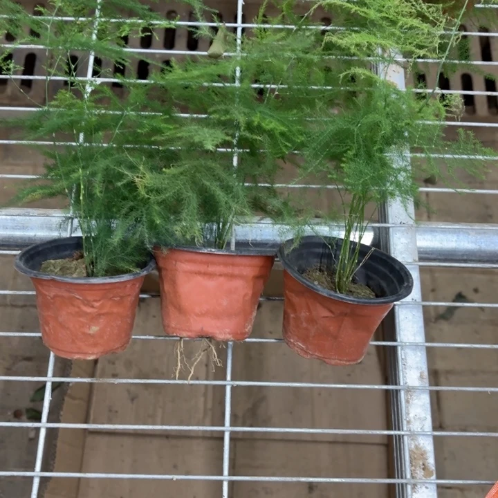 国***叔全部花苞文秀3盆啊