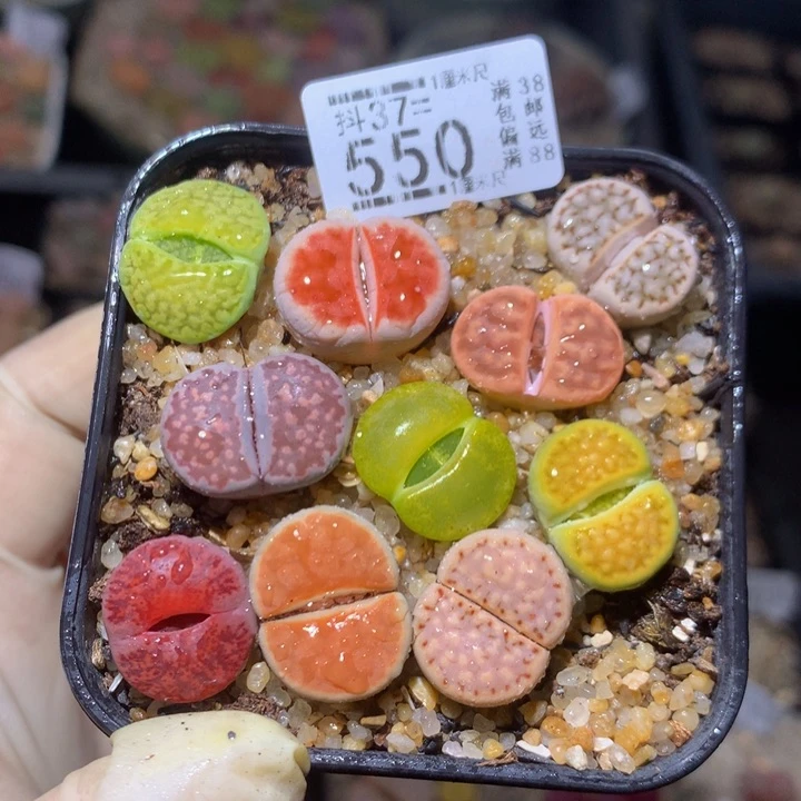 精品人石花37.550