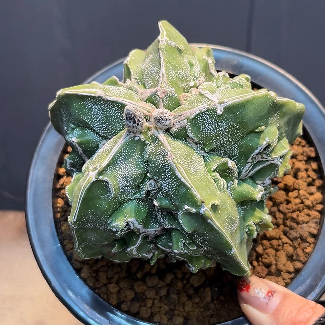 核桃Zzzzzzzzzzzzzzzzzzzz