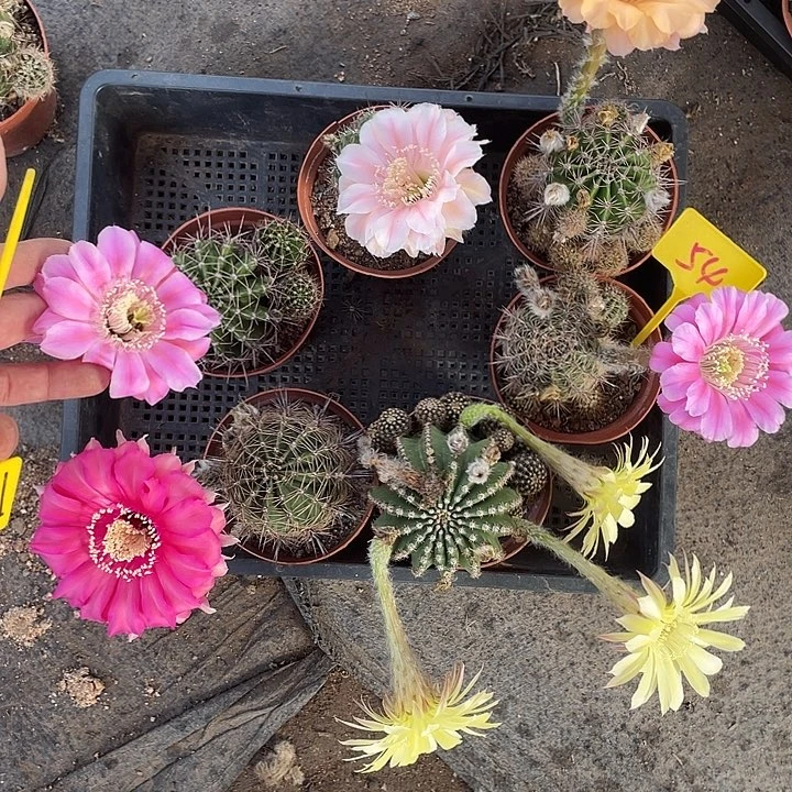 54号一筐6颗摘花脱土发货