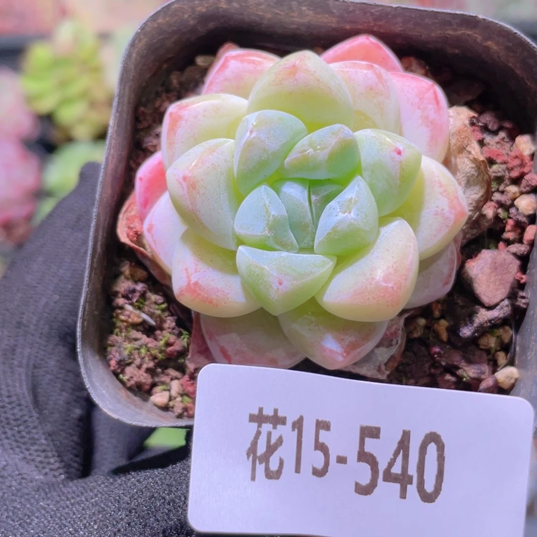 花利美15-540冰玉