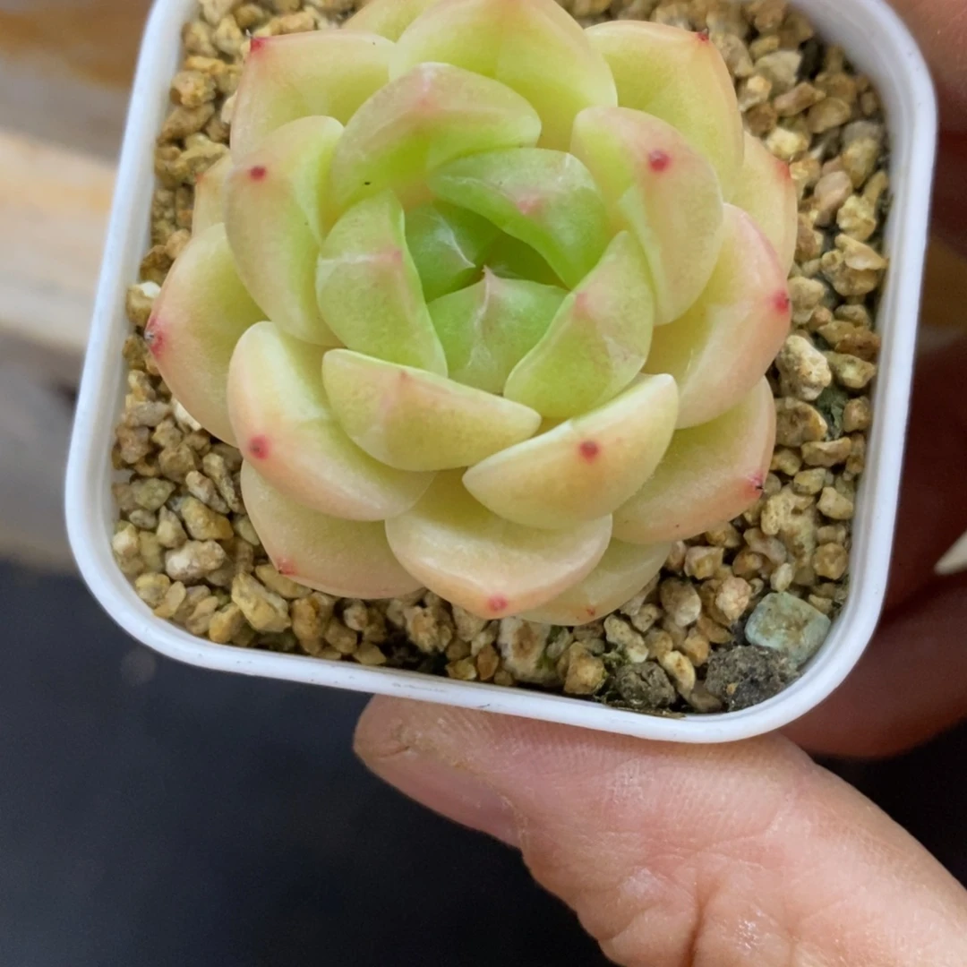 精品多肉一物一拍不包整199
