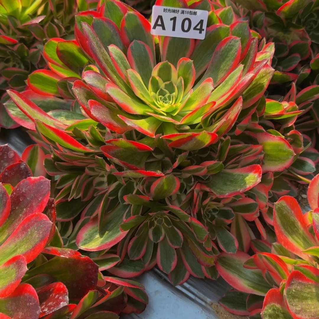 雯*104妖月寄养到秋