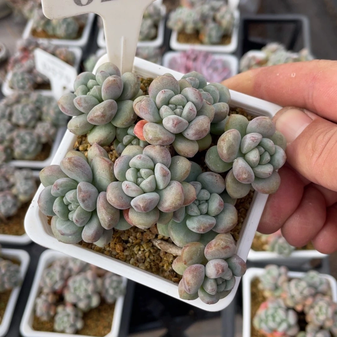 往**生0212木糖醇不带盆10厘米