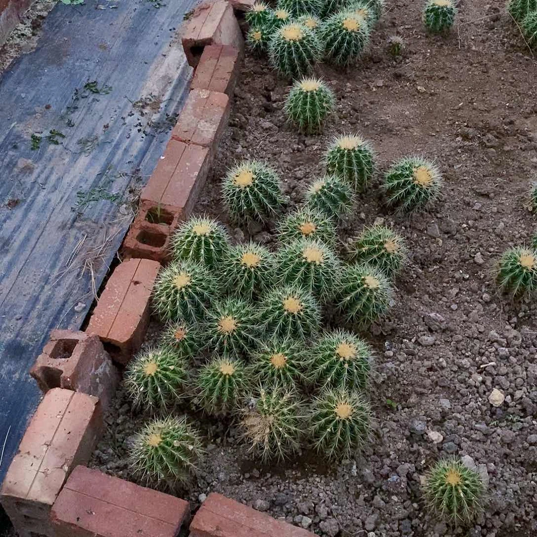 金虎冠幅10厘米左右量拍