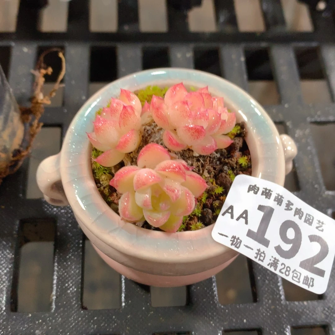 肉萌萌拇指盆精控多肉AA192