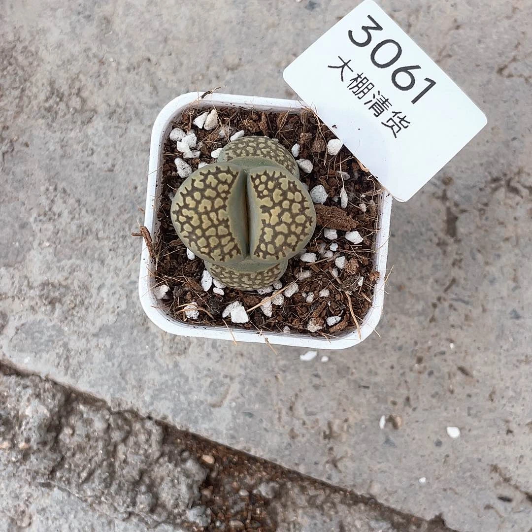 3061大棚清仓甩卖了
