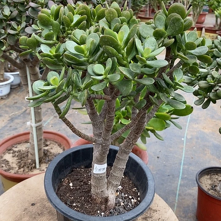 今**眠11姬红花月一物一拍