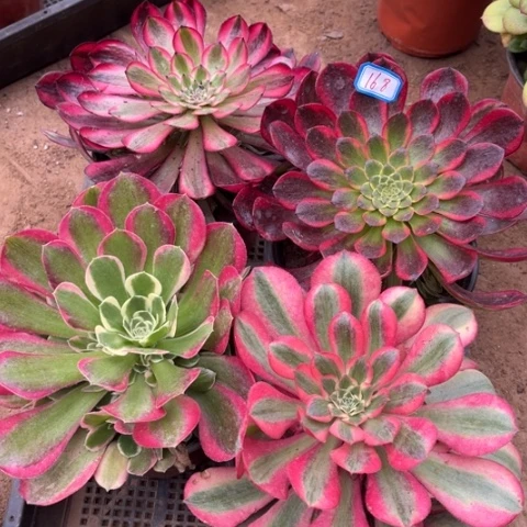 168多肉植物组合