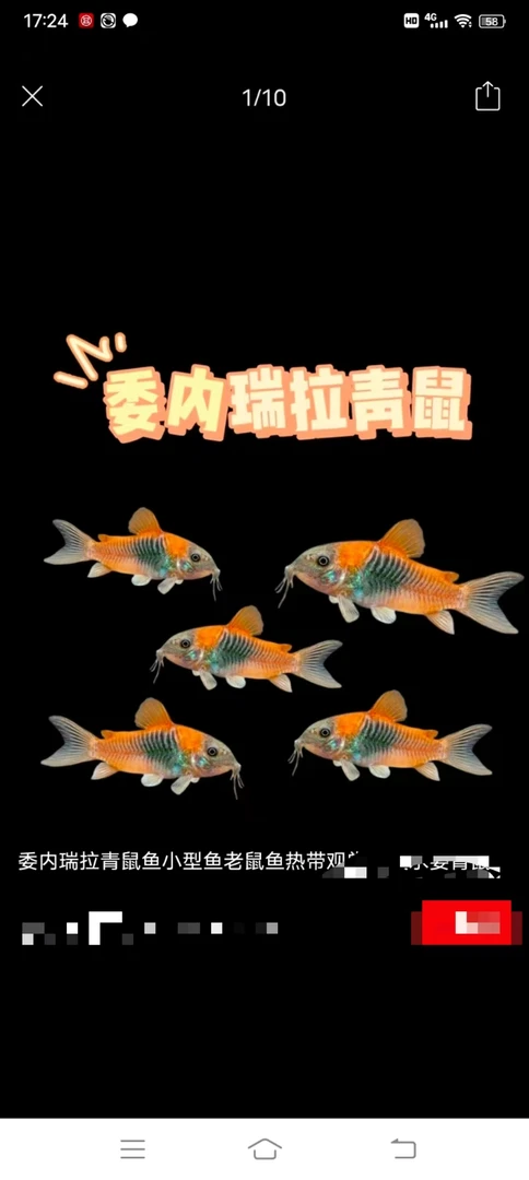 青鼠2-3厘米一只 福袋赠送的鱼运输损耗不包损