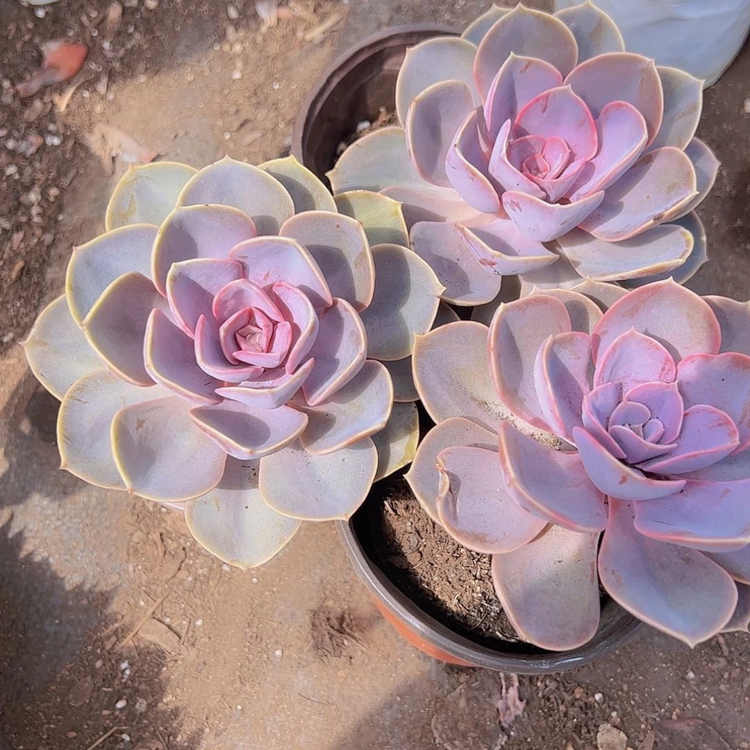 3盆紫丁香 120杯 大单头