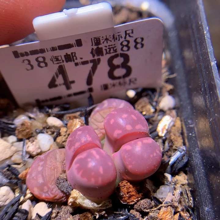 绝绝子生石花478