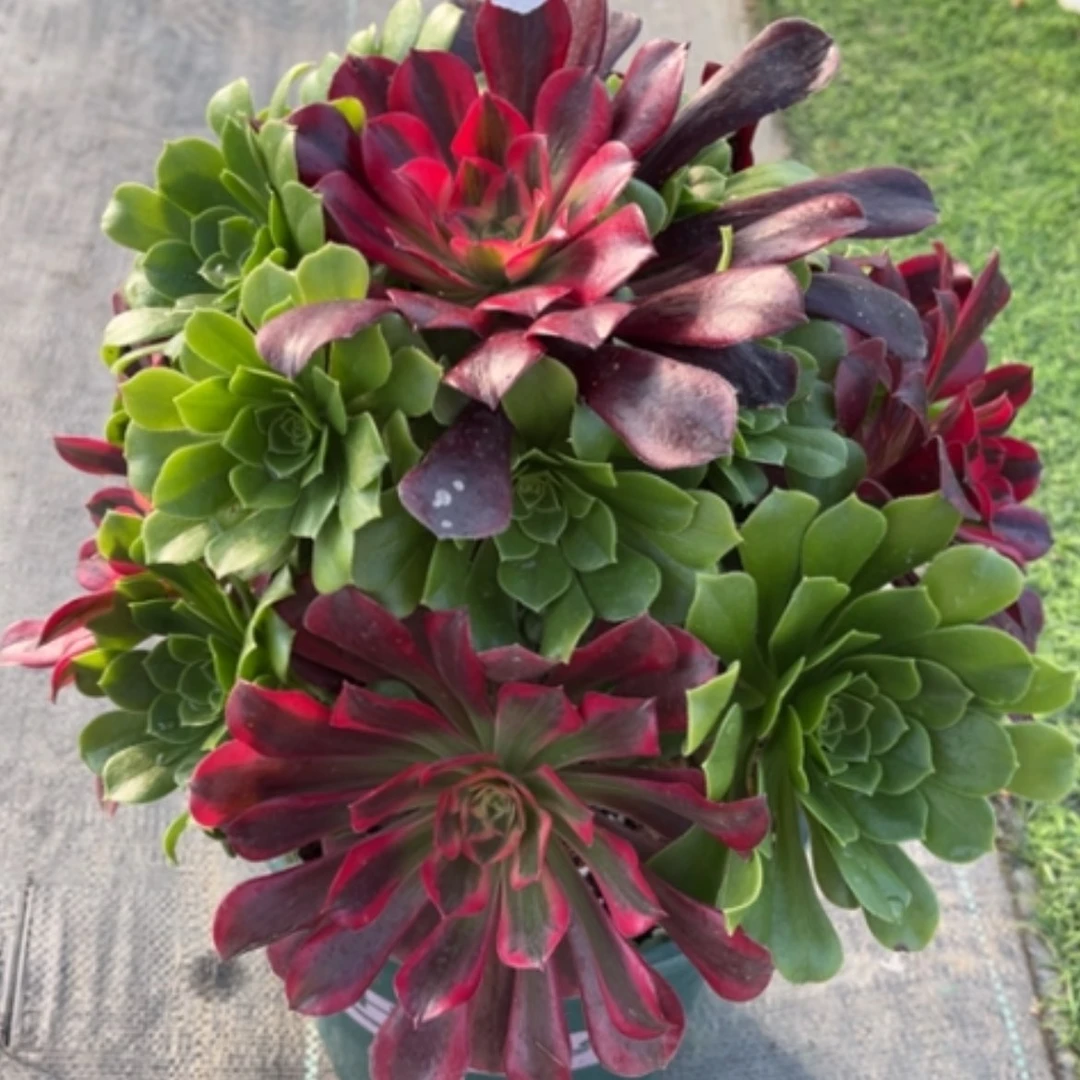 【闪购商品】18嫁接多肉法师