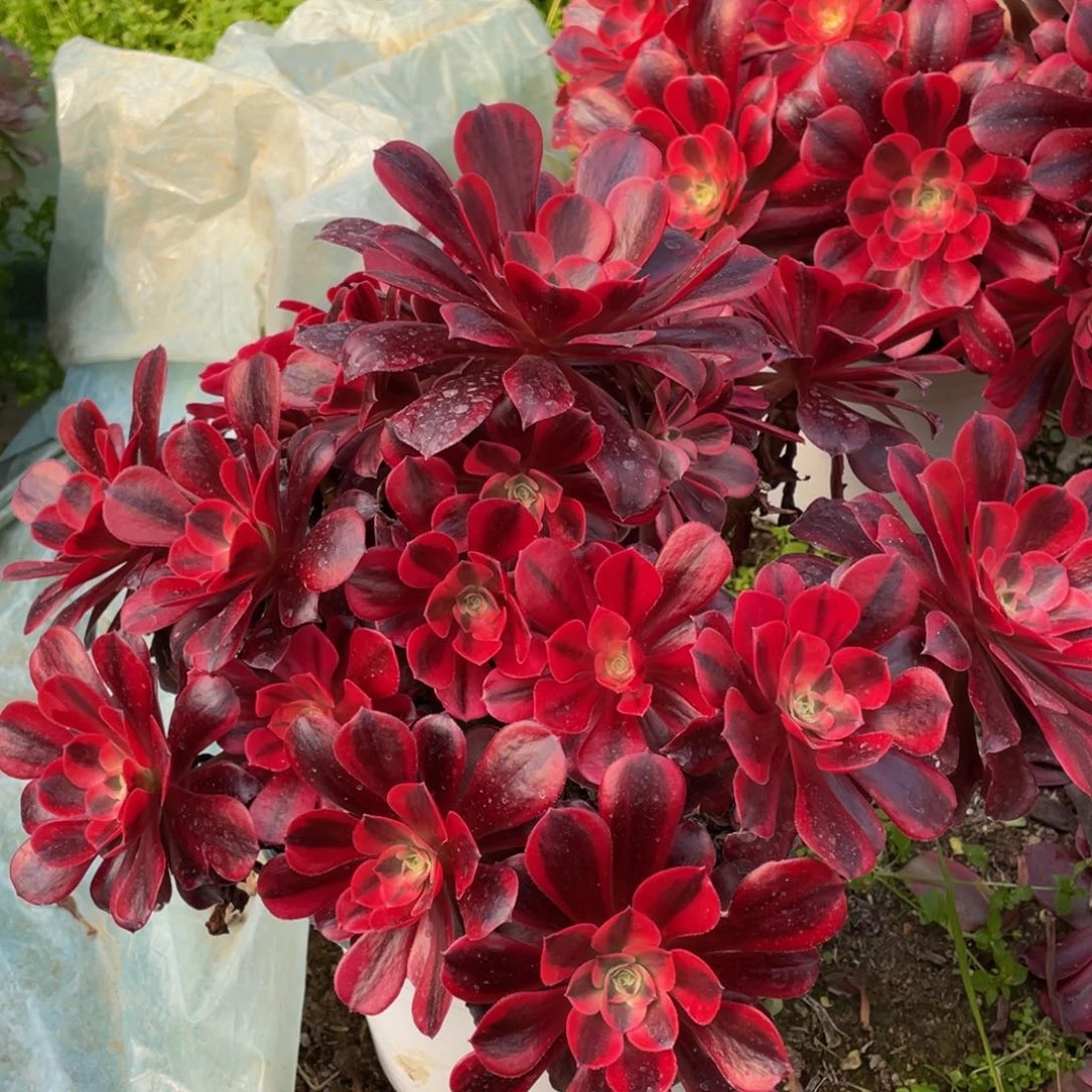 663美杜莎精品法师多肉