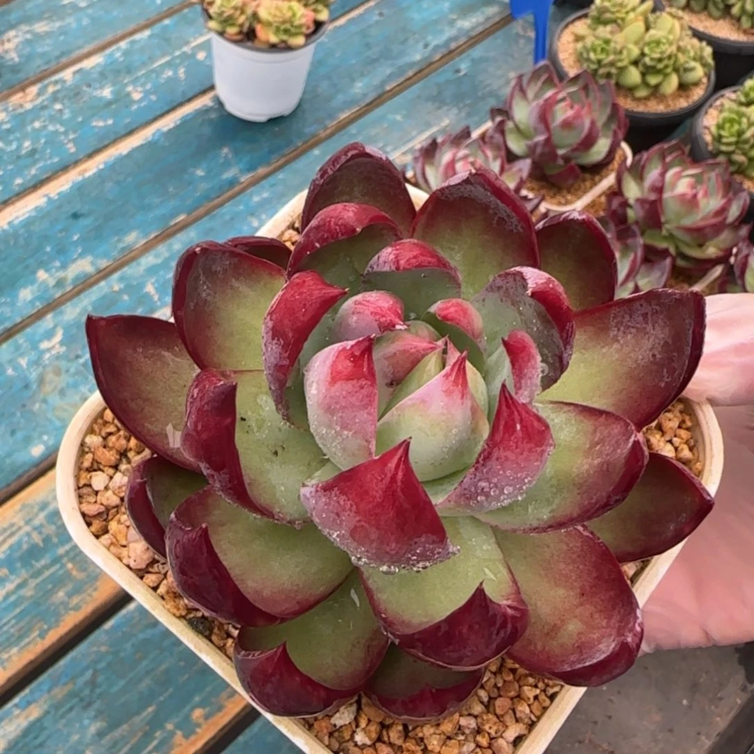 从前慢多肉编号惊鸿仙子