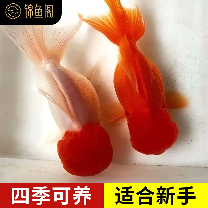 狮子头小金鱼鸿运当头鱼苗龙睛冷水鱼红狮鹤顶红小型冷水观赏鱼
