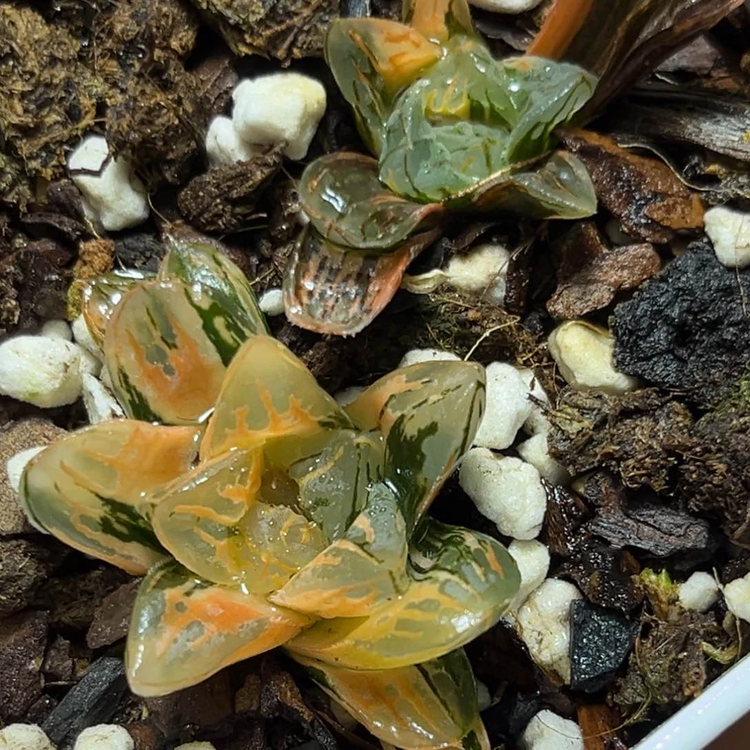 恭喜发财大吉大利0440