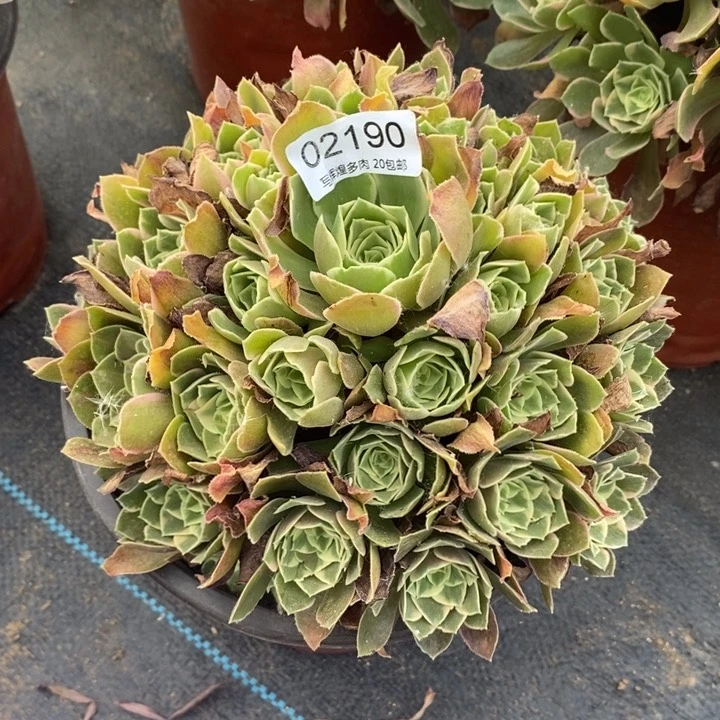 02190女妖多肉植物