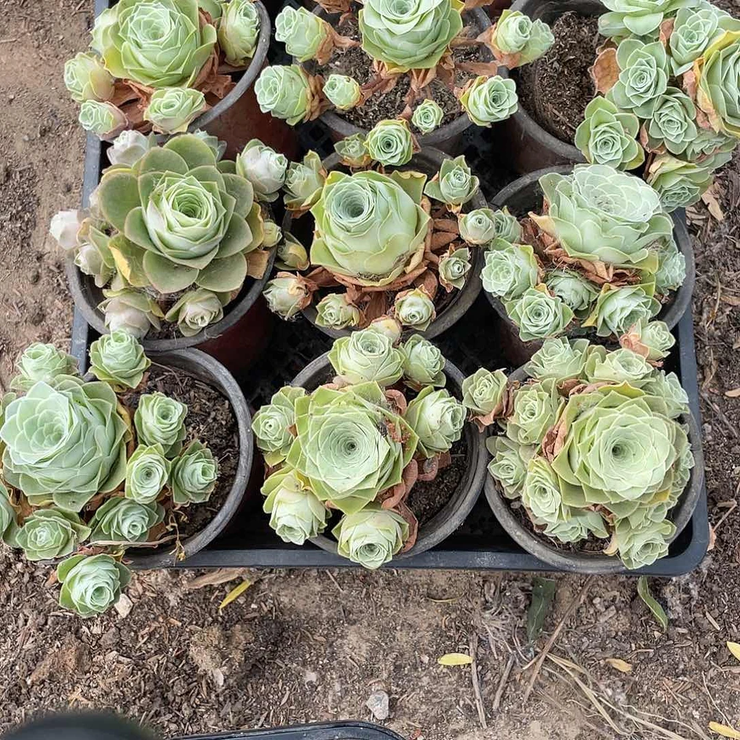 山地玫瑰3颗小群不售后量拍