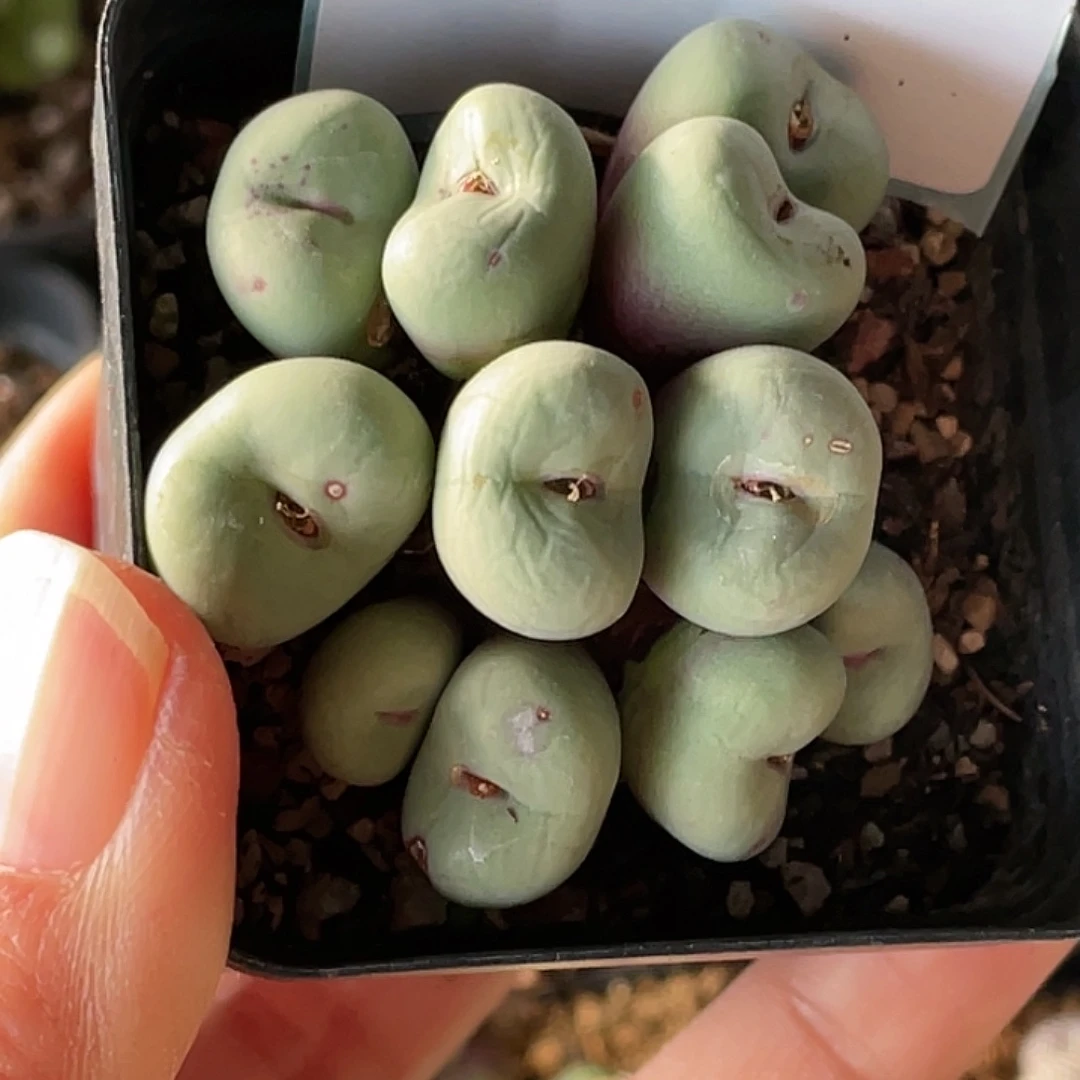 琳***琳18-135肉锥多肉植物