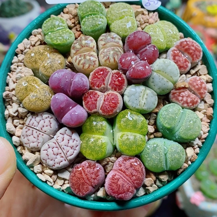 Q***y生石花花花花花花花273