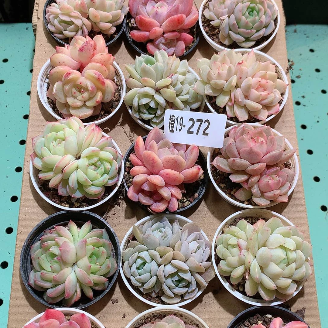 19-272一物一拍带盆18颗