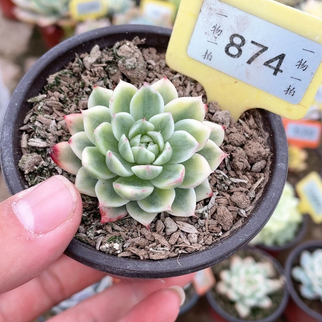 【闪购商品】874号