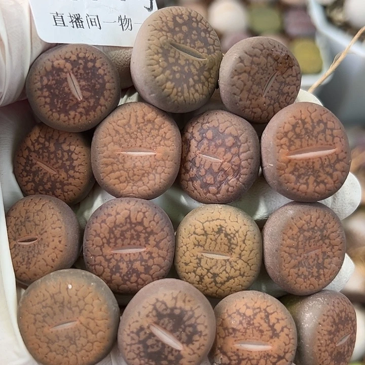 8874 好养易活生石花大母本15个2cm左右