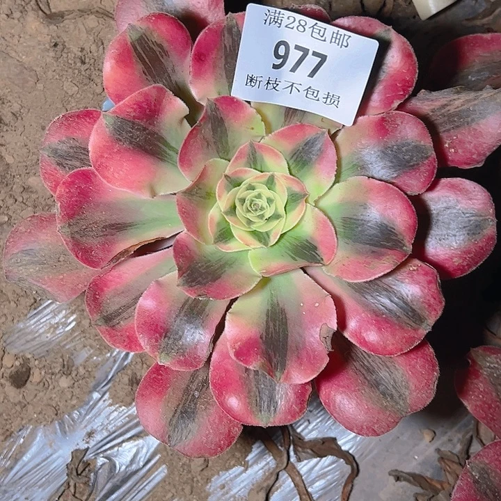 977爱丽丝多肉植物
