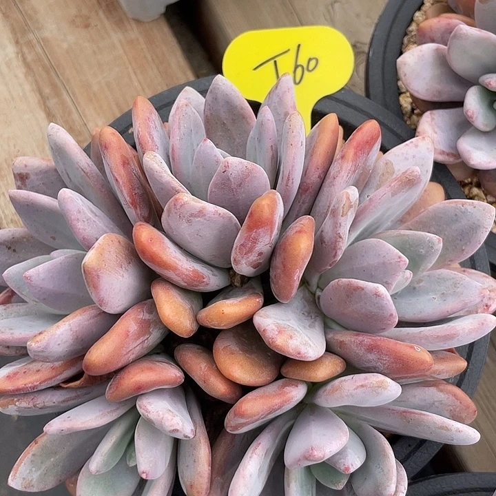 粉兔多肉植物群生60