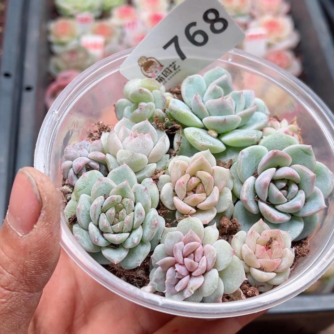 多肉植物多肉植物