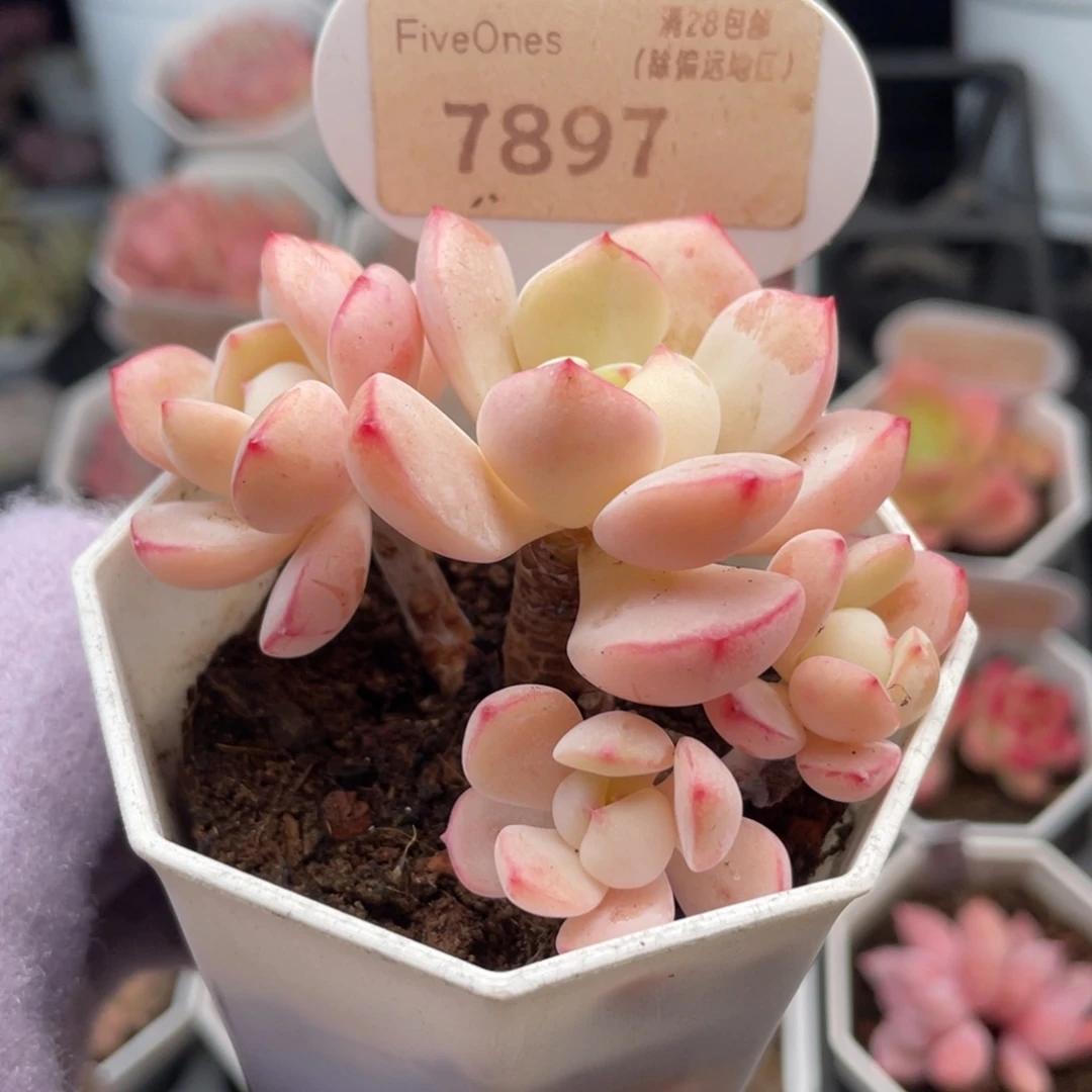 香草7897-6.5厘米