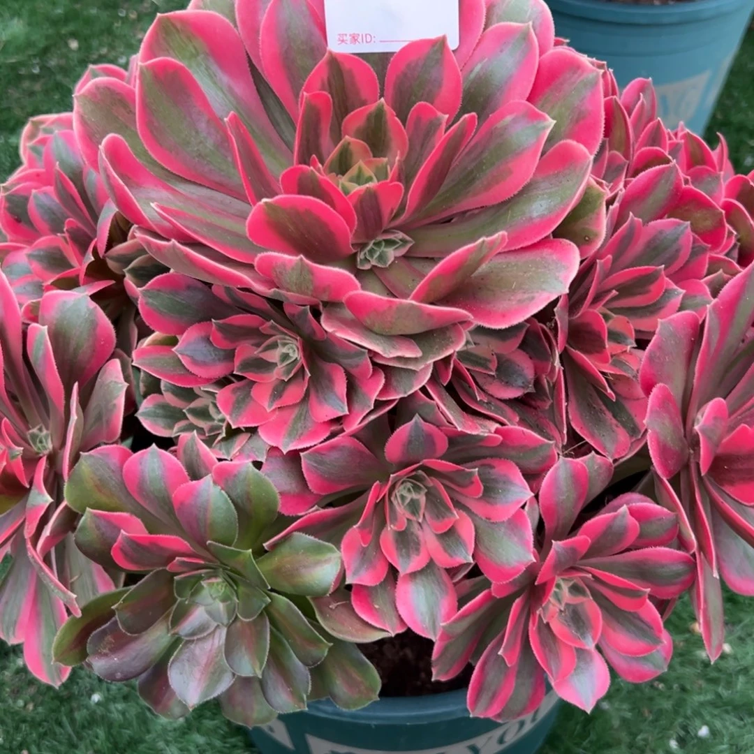 446，红粉佳人多肉植物