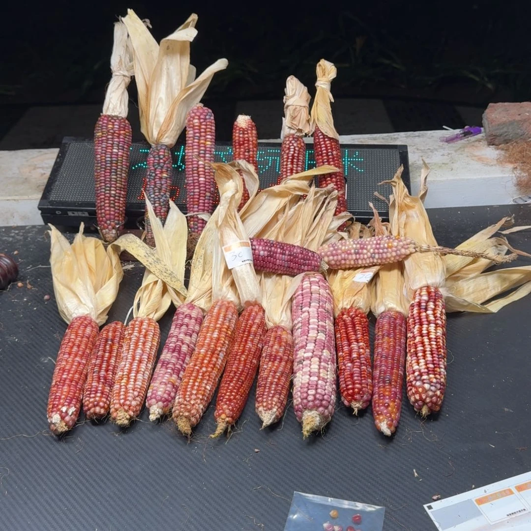 .***.吊坠柏香籽/百香籽